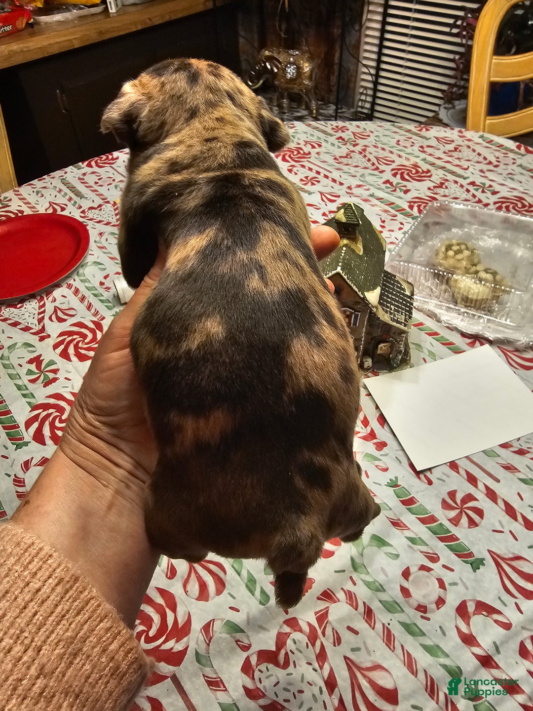 Mixed Breed dogs for sale: Frenchton Skittles - Ad 2