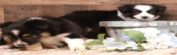 Toy Australian Shepherd dogs for sale: Carrie black-tri Toy Aussie female w/ beautiful white collar & bib - Ad 2