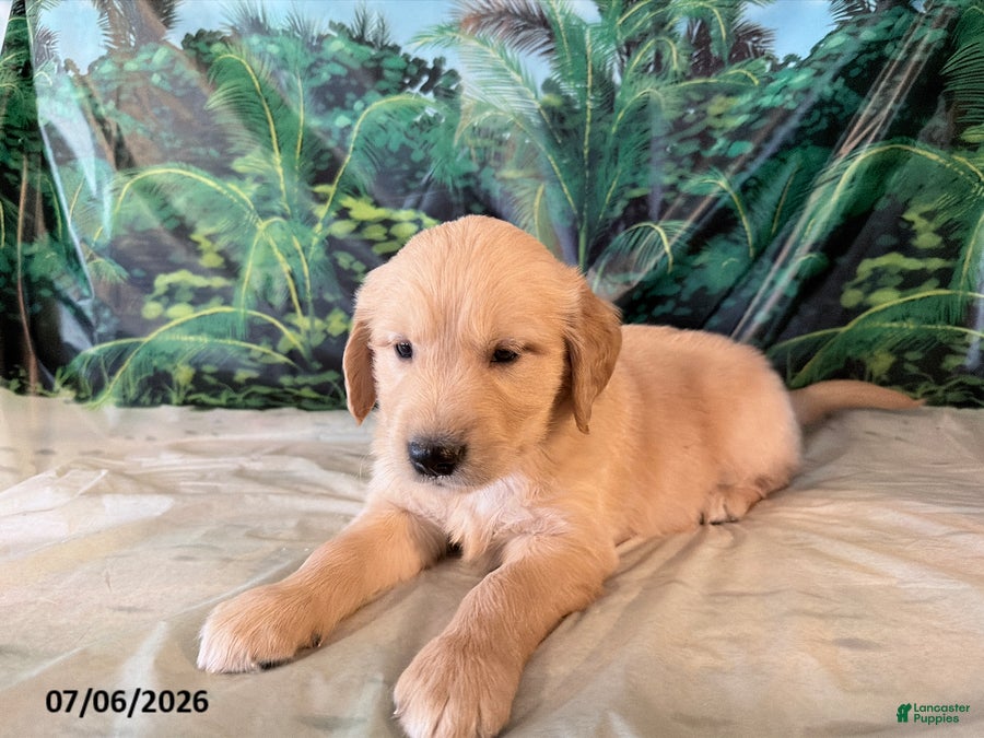Golden Retriever dogs Cade - Ad 1