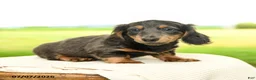 Miniature Dachshund dogs for sale: Pepper - Ad 2