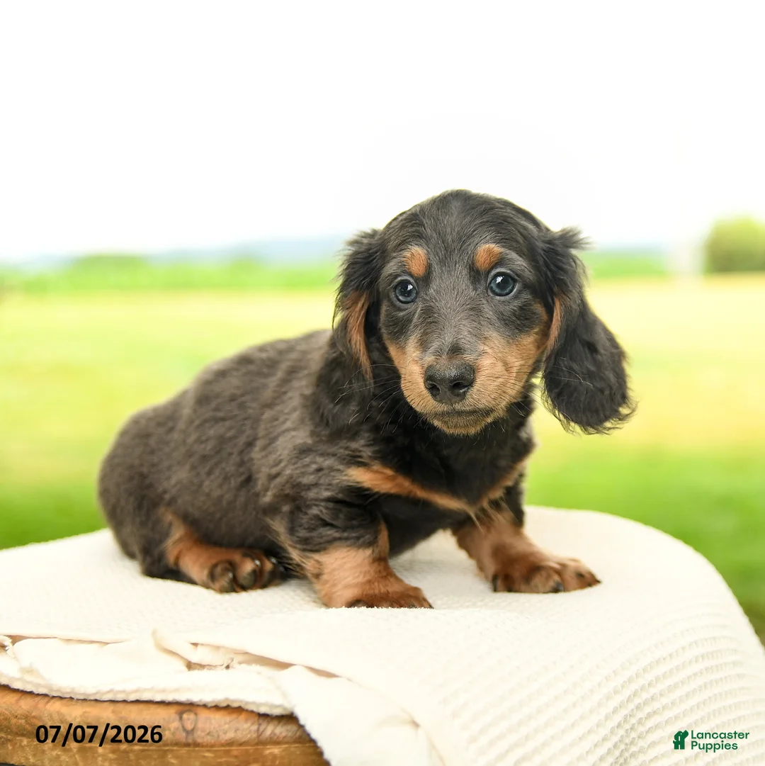 Miniature Dachshund dogs for sale: Pepper - Ad 2