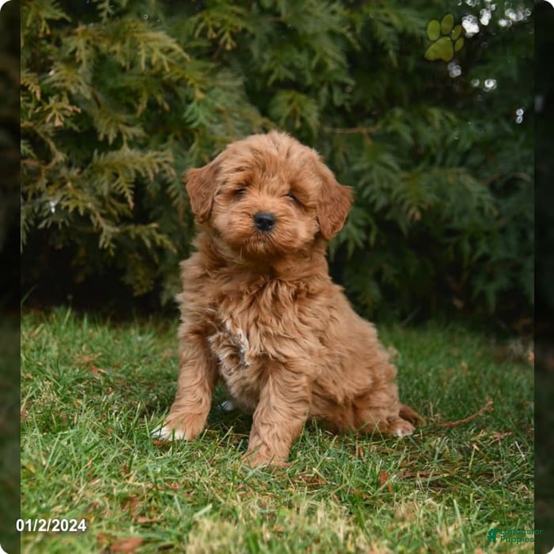 Gallery Image {{count}}