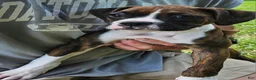 Boxer dogs for sale: Boxer 6 - Ad 3