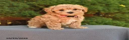 Maltipoo dogs for sale: Magie - Ad 1