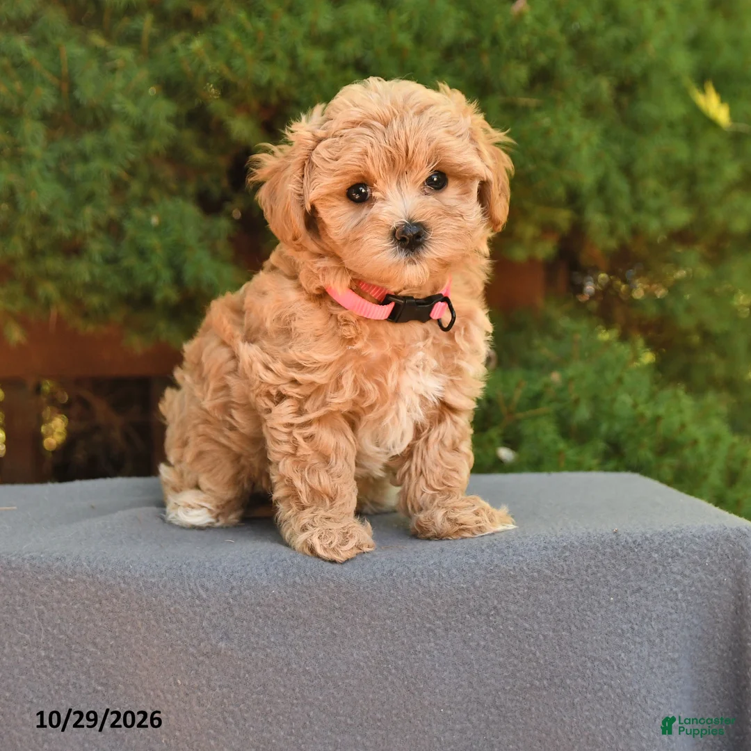 Maltipoo dogs for sale: Magie - Ad 1