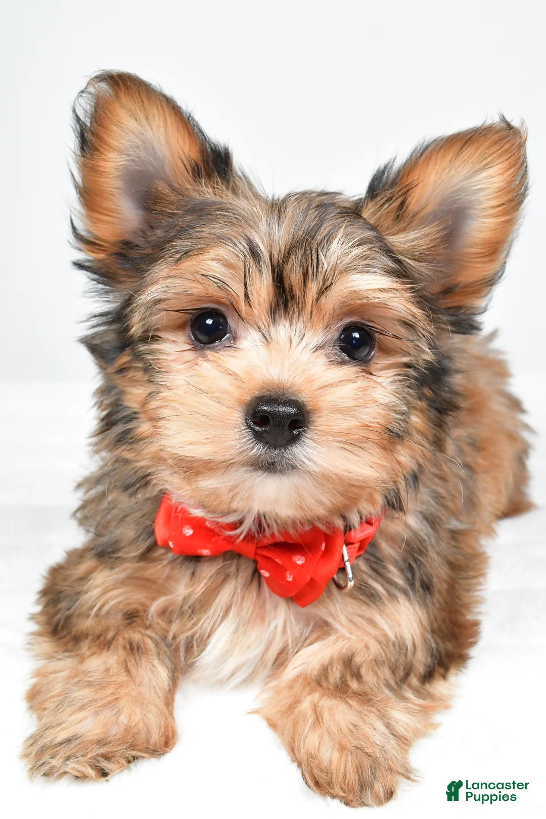 Yorkshire Terrier dogs for sale: Noah - Ad 6