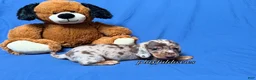 Miniature Dachshund dogs for sale: Chocolate dapple smooth coat male AKC - Ad 4