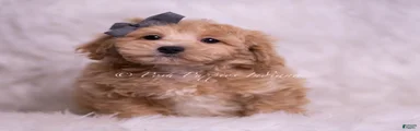 Jako
