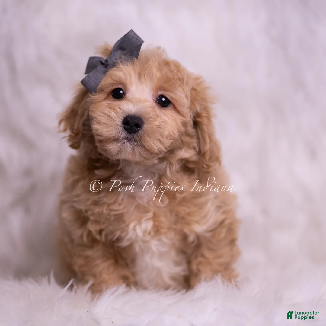 Maltipoo dogs for sale: Jako - Ad 1