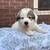 Great Pyrenees dogs Great Pyrenees 7 - Ad 1