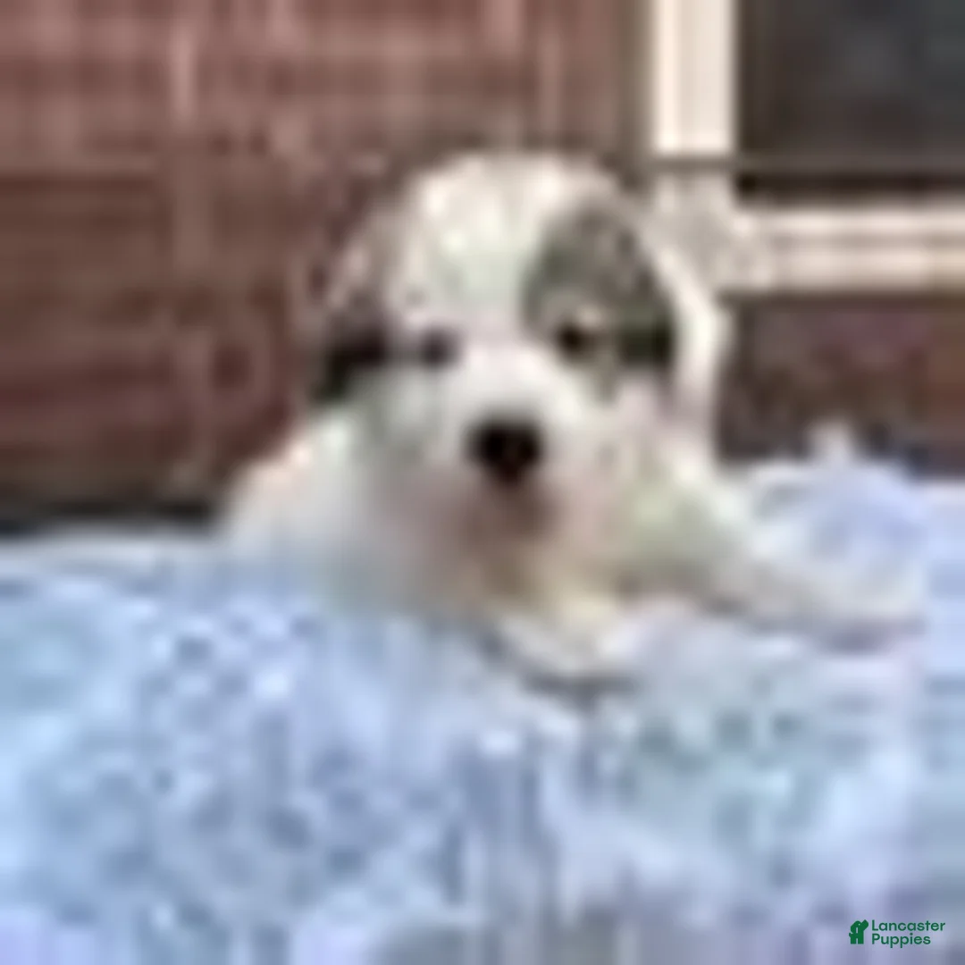 Great Pyrenees dogs for sale: Great Pyrenees 7 - Ad 1