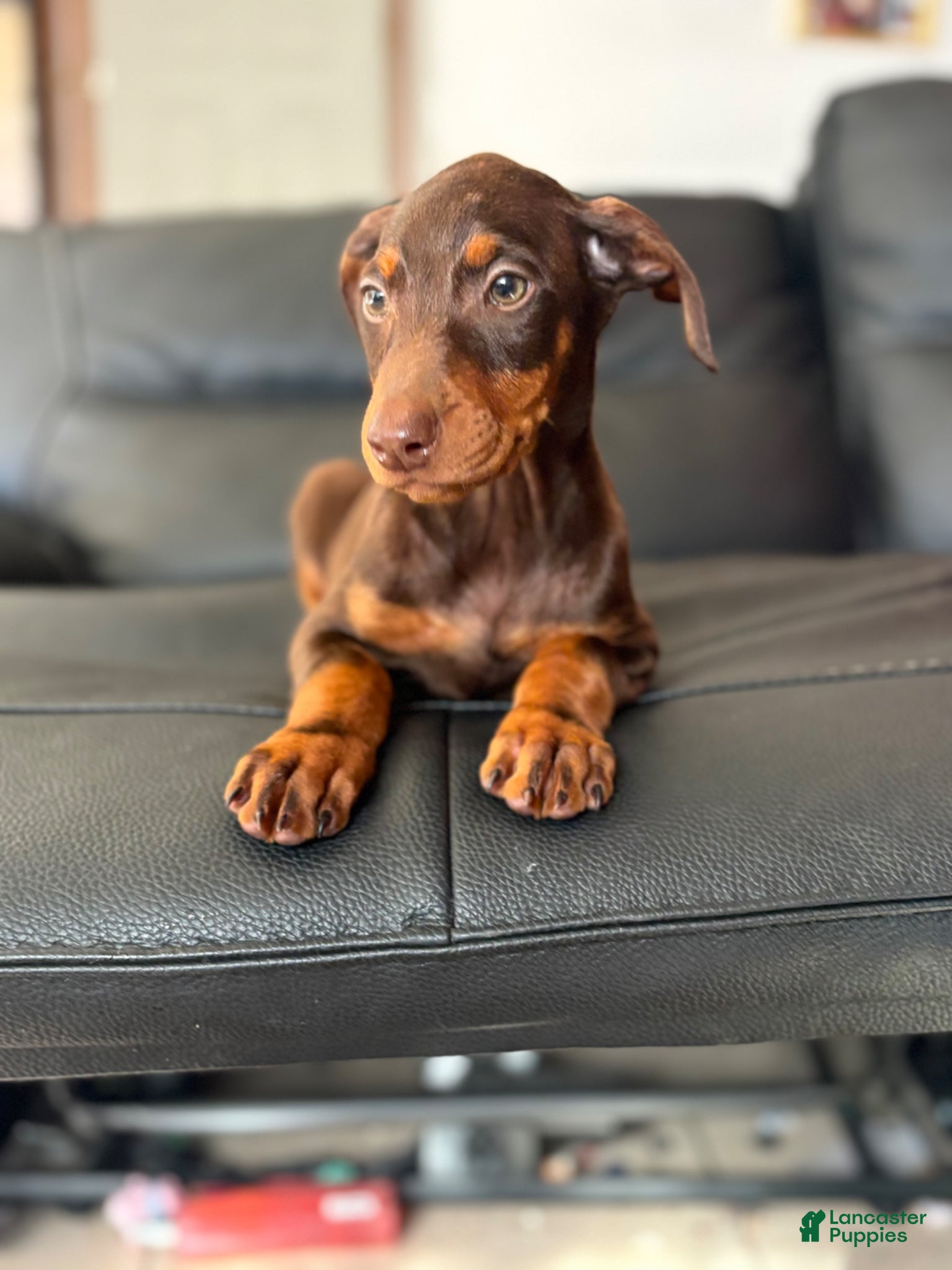 Doberman Pinscher dogs Doberman Pinscher Puppy 4 - Ad 7