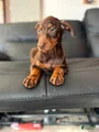 Doberman Pinscher Puppy 4