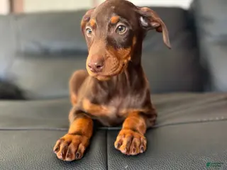 Doberman Pinscher dogs Doberman Pinscher Puppy 4 - Ad 7