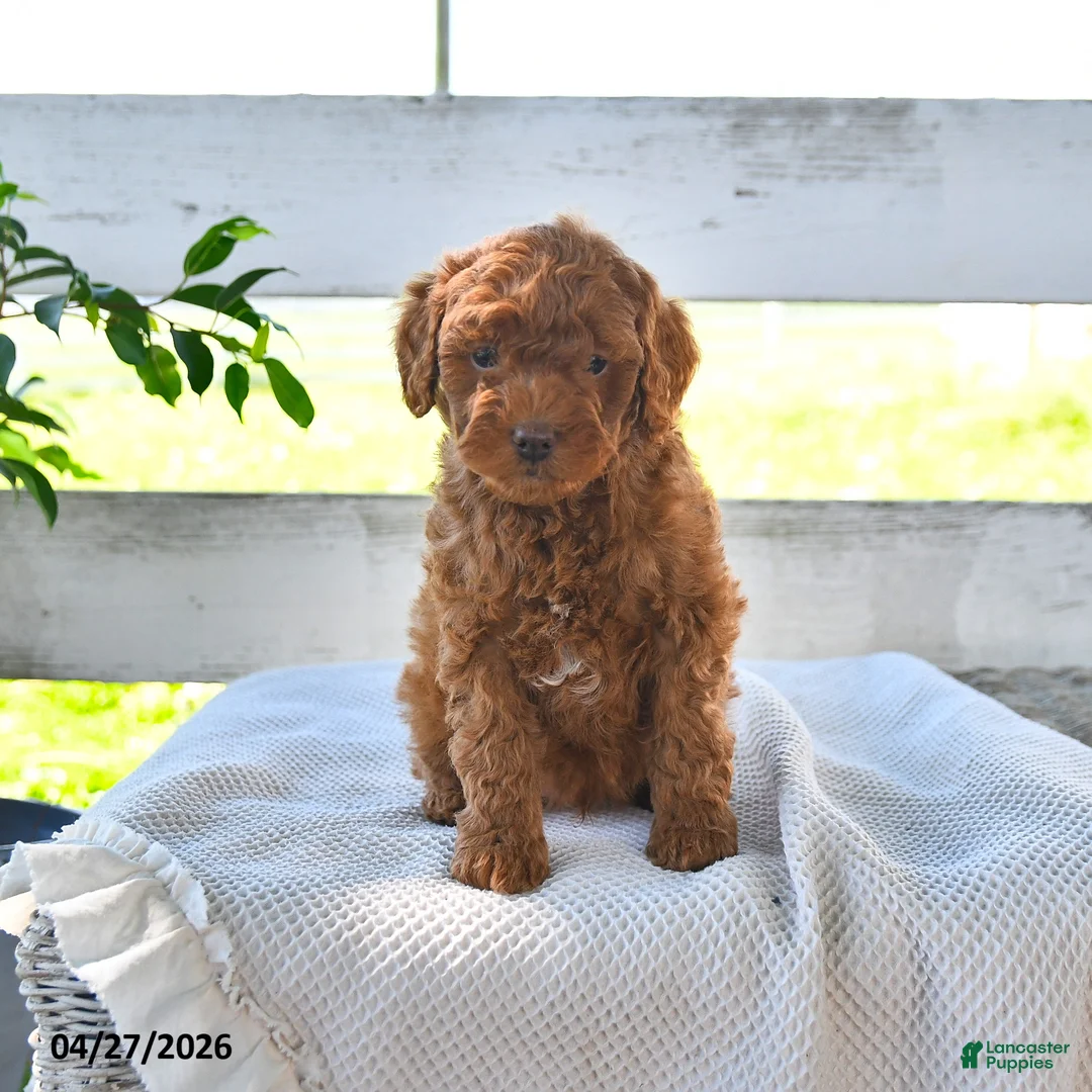 Miniature Poodle dogs for sale: Biff - Ad 1