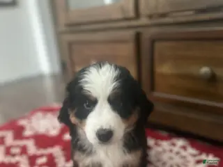 Bernese Mountain Dog dogs Clarice - Ad 2