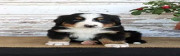 Bernese Mountain Dog dogs for sale: Marshall - Ad 7