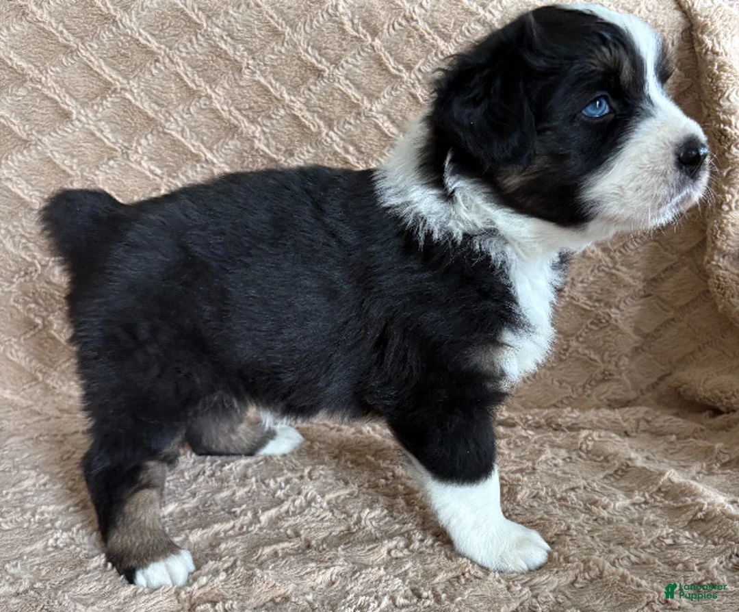 Australian Shepherd dogs for sale: Black Tri Female 4 - Ad 1