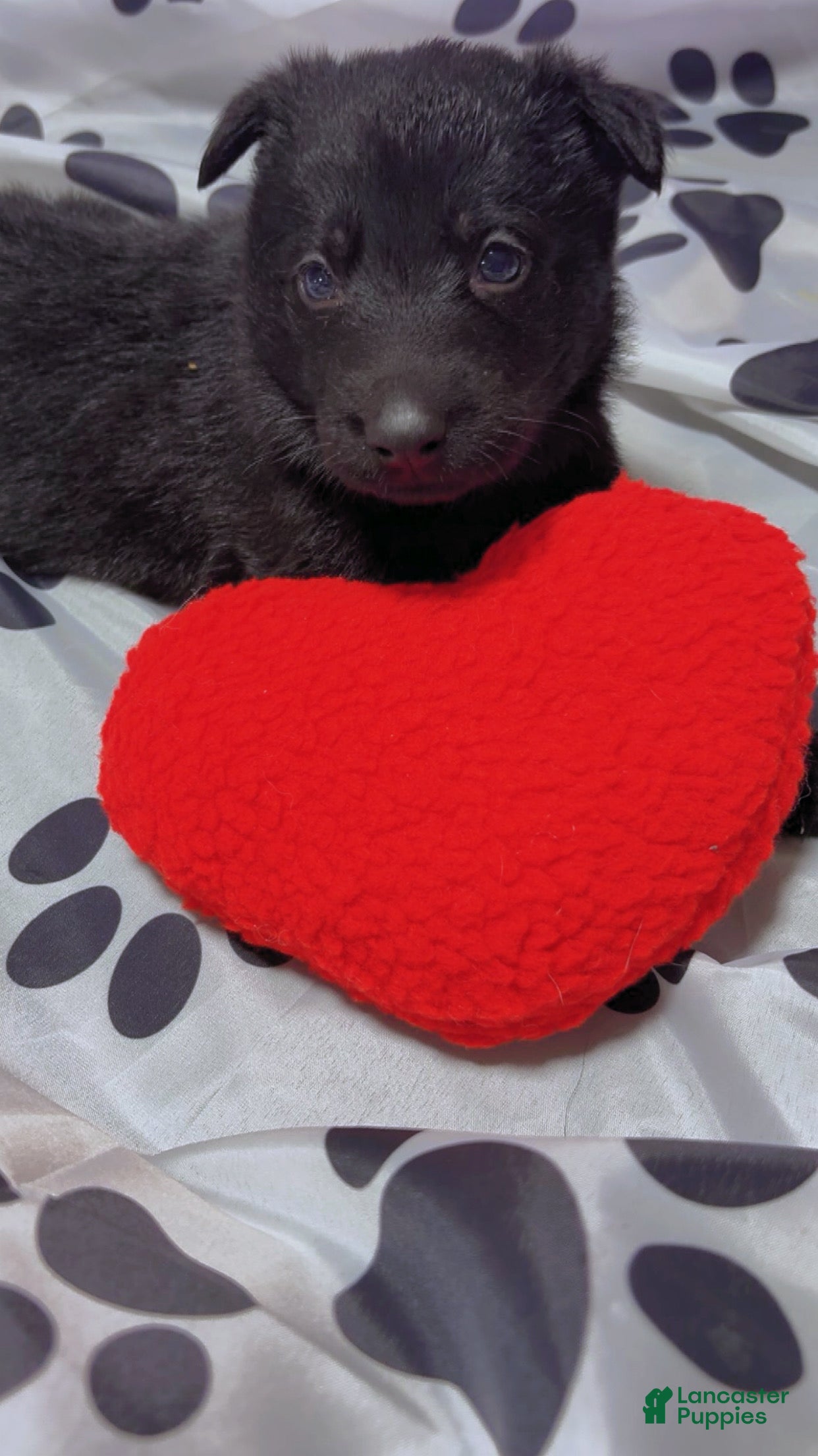 German Shepherd dogs Rex - Ad 36