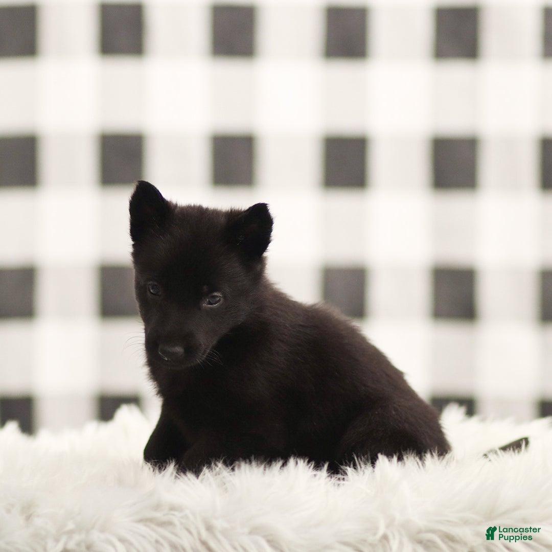 German Shepherd dogs for sale: Fannie - Ad 3