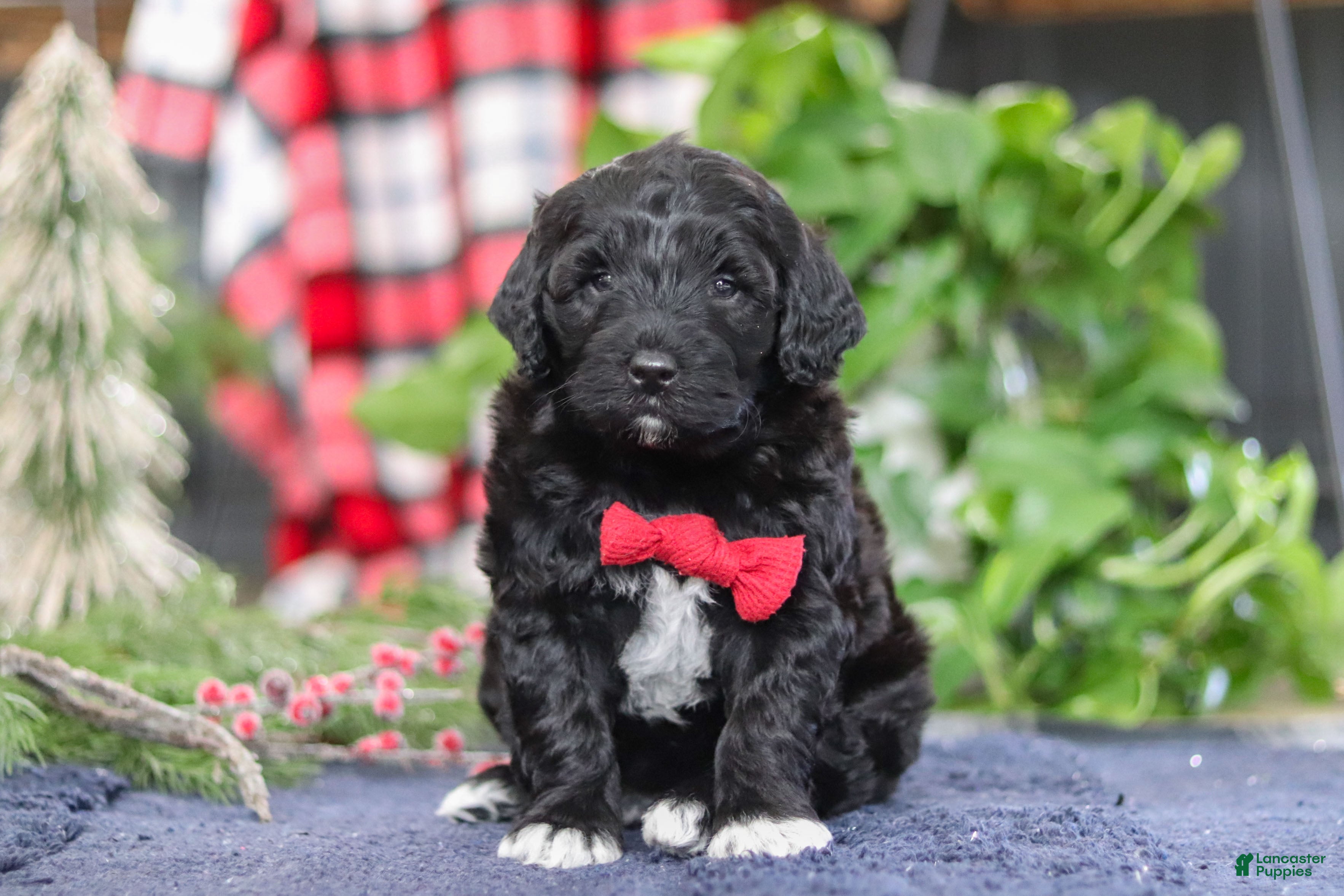 Portuguese Water Dog dogs Carson - Ad 1