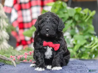 Portuguese Water Dog dogs Carson - Ad 1