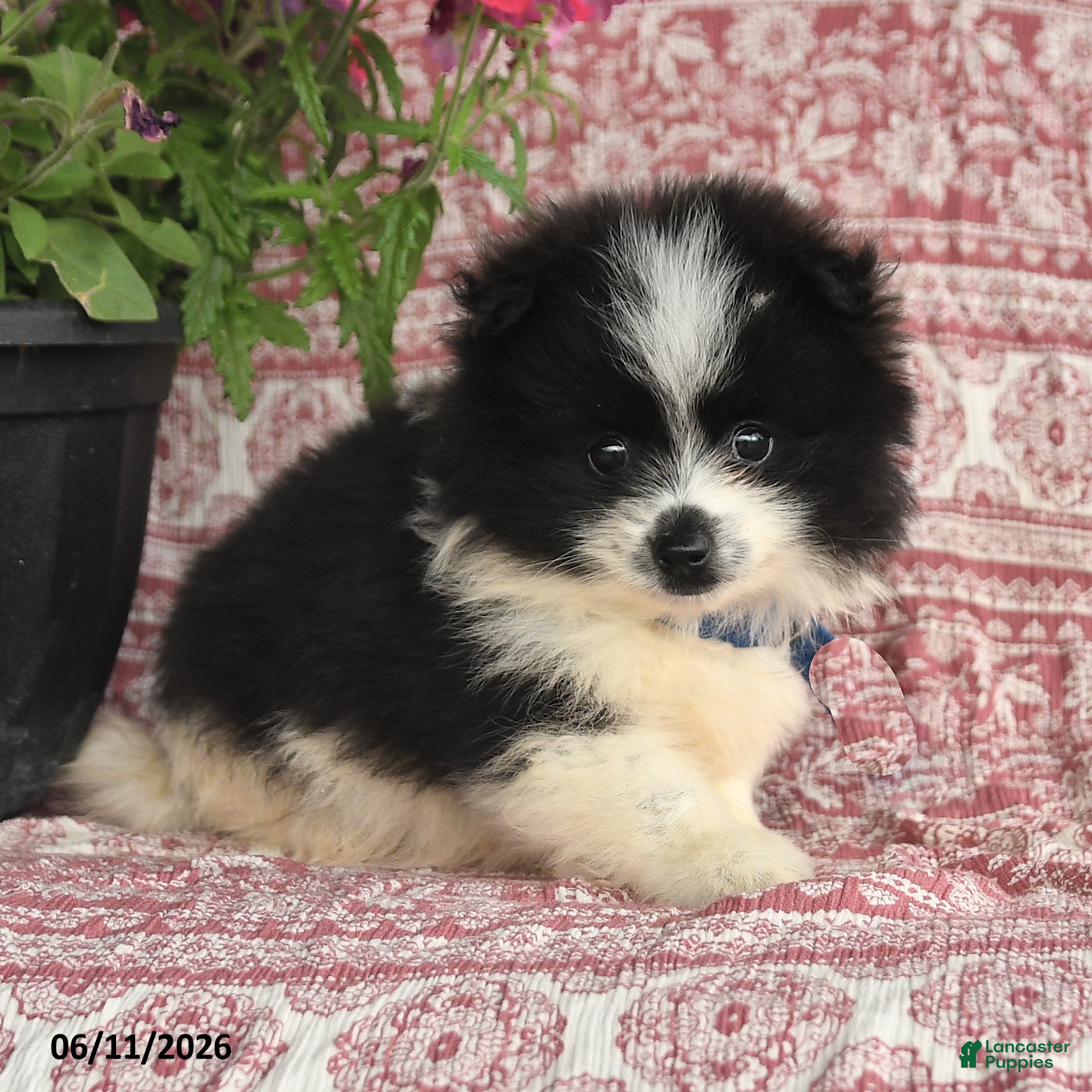 Pomeranian dogs Mitch - Ad 2