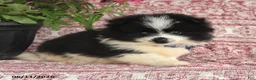 Pomeranian dogs for sale: Mitch - Ad 2