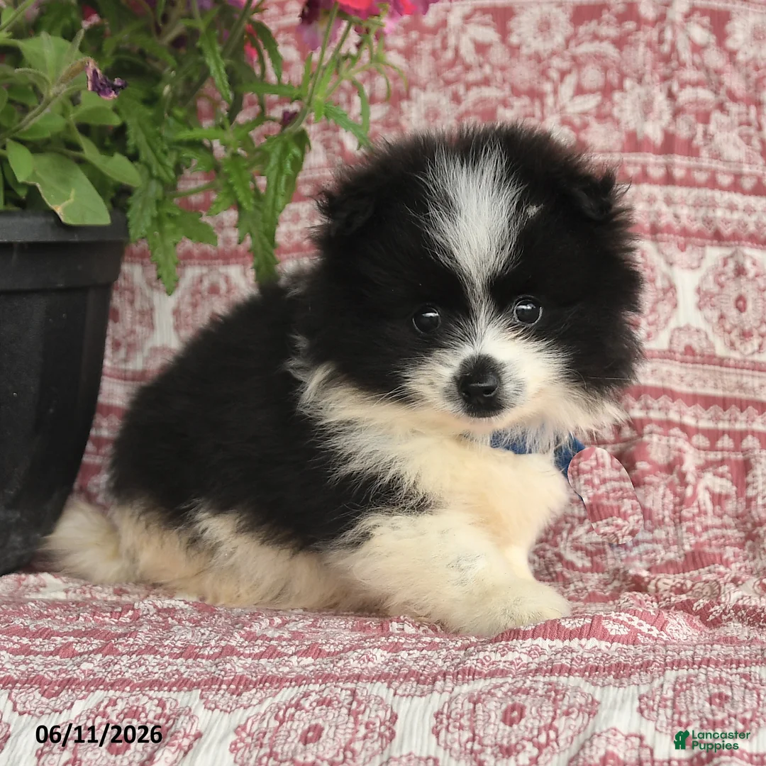 Pomeranian dogs for sale: Mitch - Ad 2