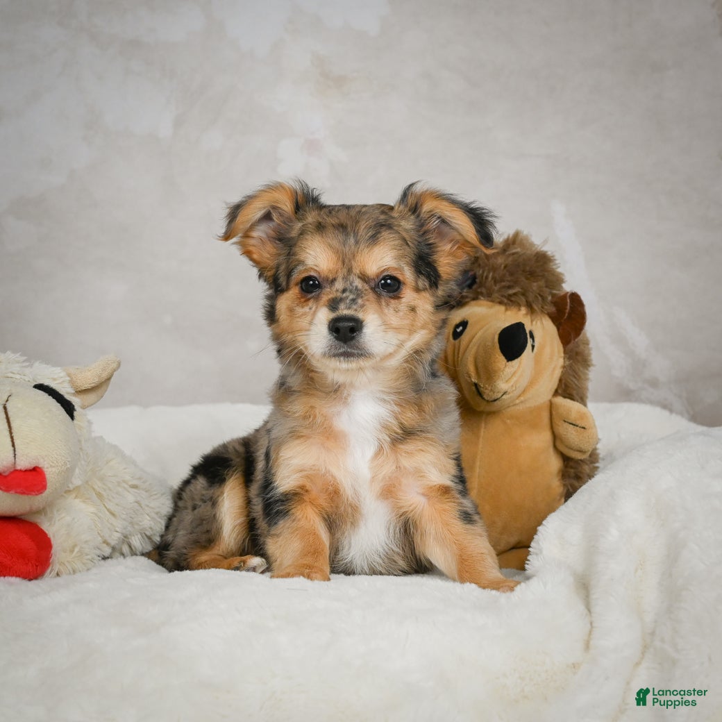 Chihuahua dogs Jake - Ad 7