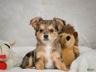 Chihuahua dogs Jake - Ad 35