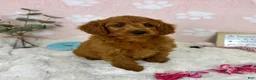 Mini Goldendoodle dogs for sale: Lexi - Ad 4