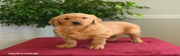 Golden Retriever dogs for sale: Reese - Ad 3