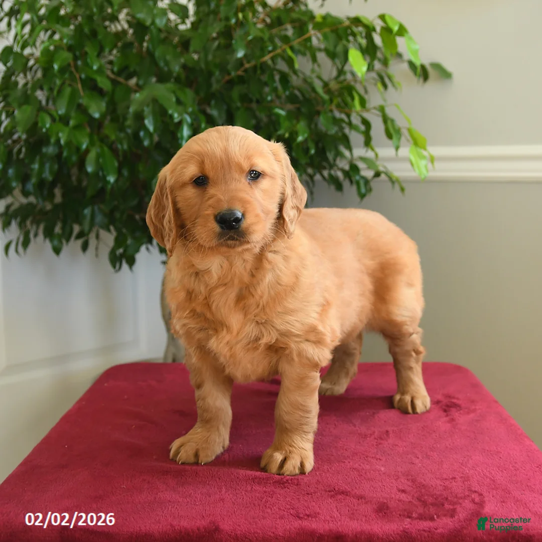 Golden Retriever dogs for sale: Reese - Ad 3