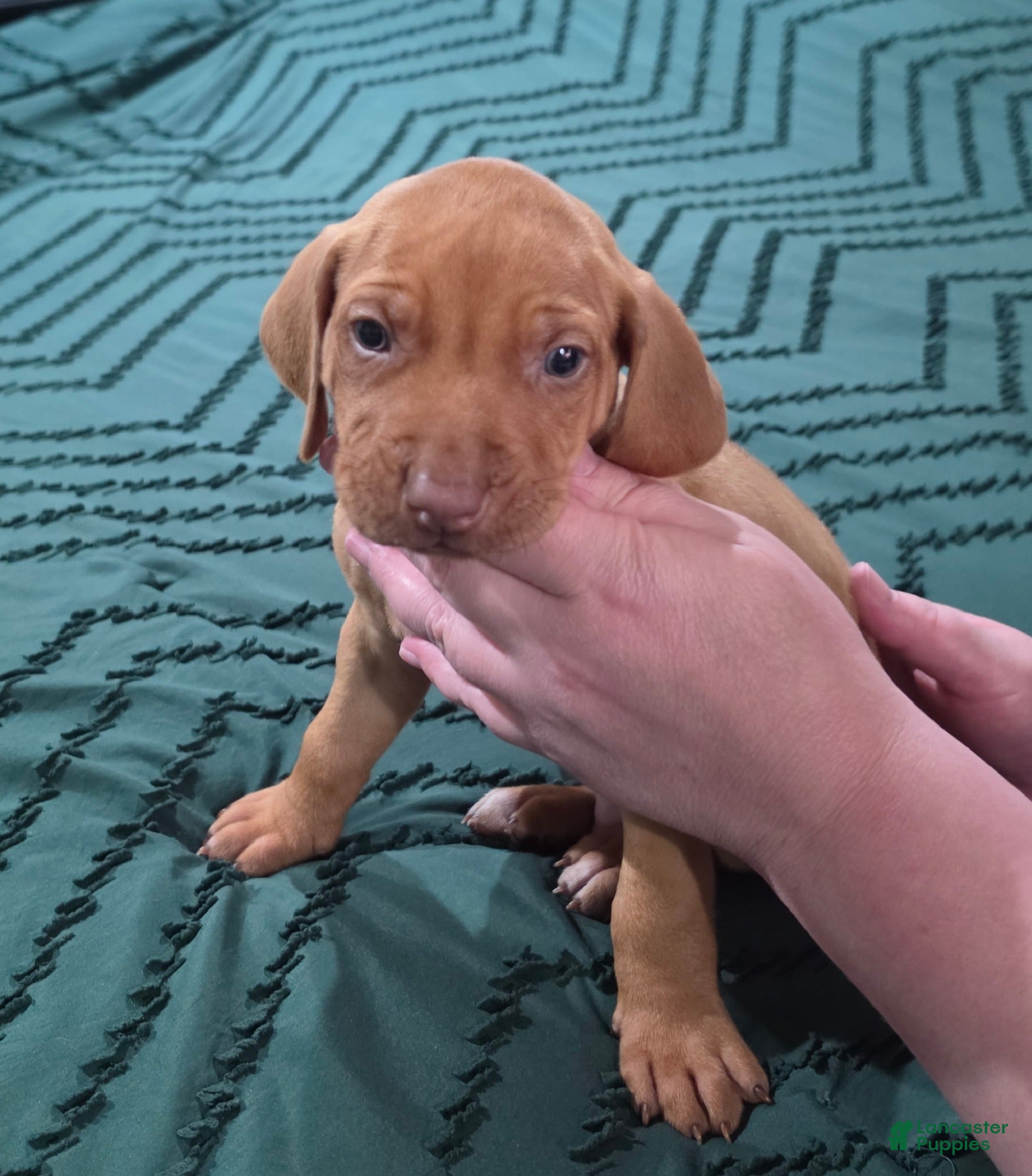 Rhodesian Ridgeback dogs Blue - Ad 6