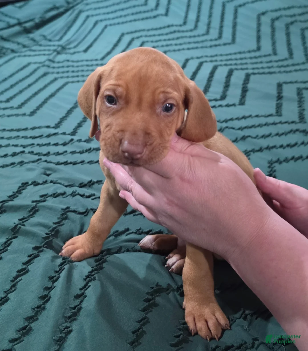 Rhodesian Ridgeback dogs for sale: Blue - Ad 1