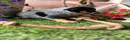Australian Cattle Dog dogs for sale: Indigo - Ad 3