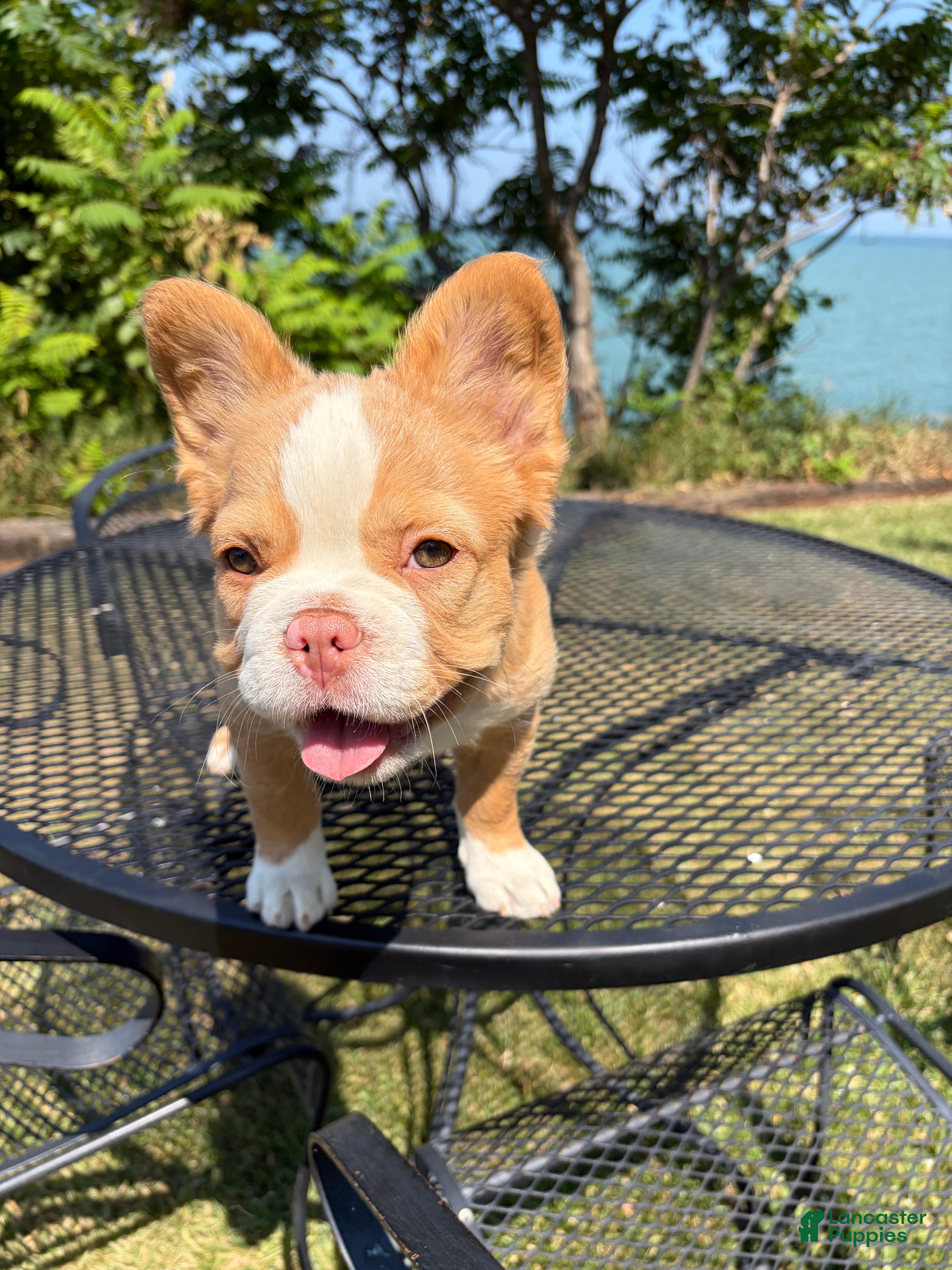 French Bulldog dogs French Bulldog 2 - Ad 1