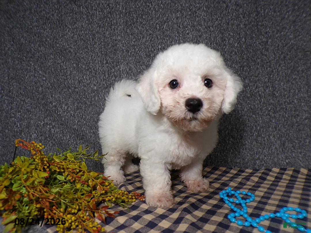 Bichon Frise dogs for sale: Benji - Ad 2