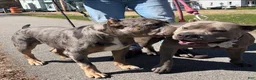American Pit Bull Terrier dogs for sale: Luna - Ad 4