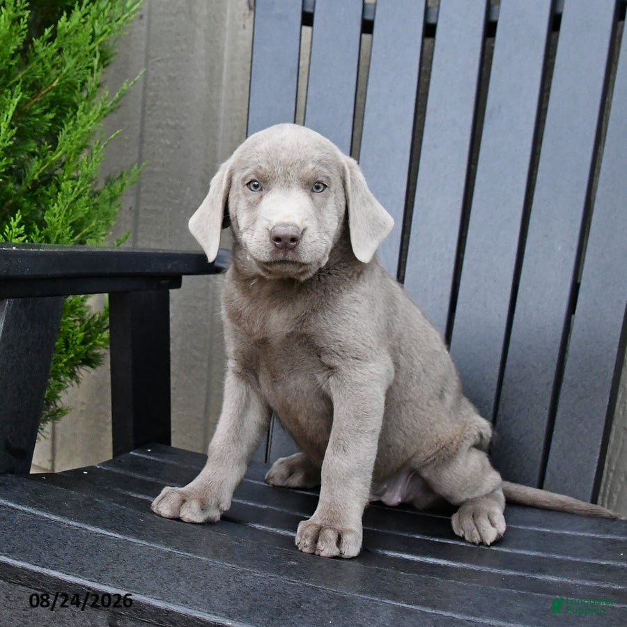 Labrador Retriever dogs Hope - Ad 2