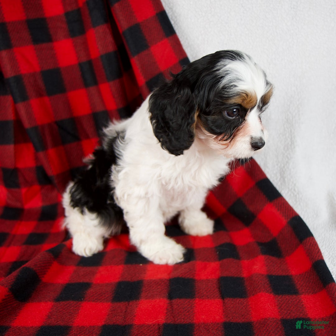 Cavapoo dogs for sale: Eden - Ad 2