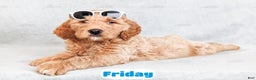 Goldendoodle dogs for sale: Friday - Ad 7