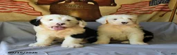 Old English Sheepdog dogs for sale: Flint - Ad 5