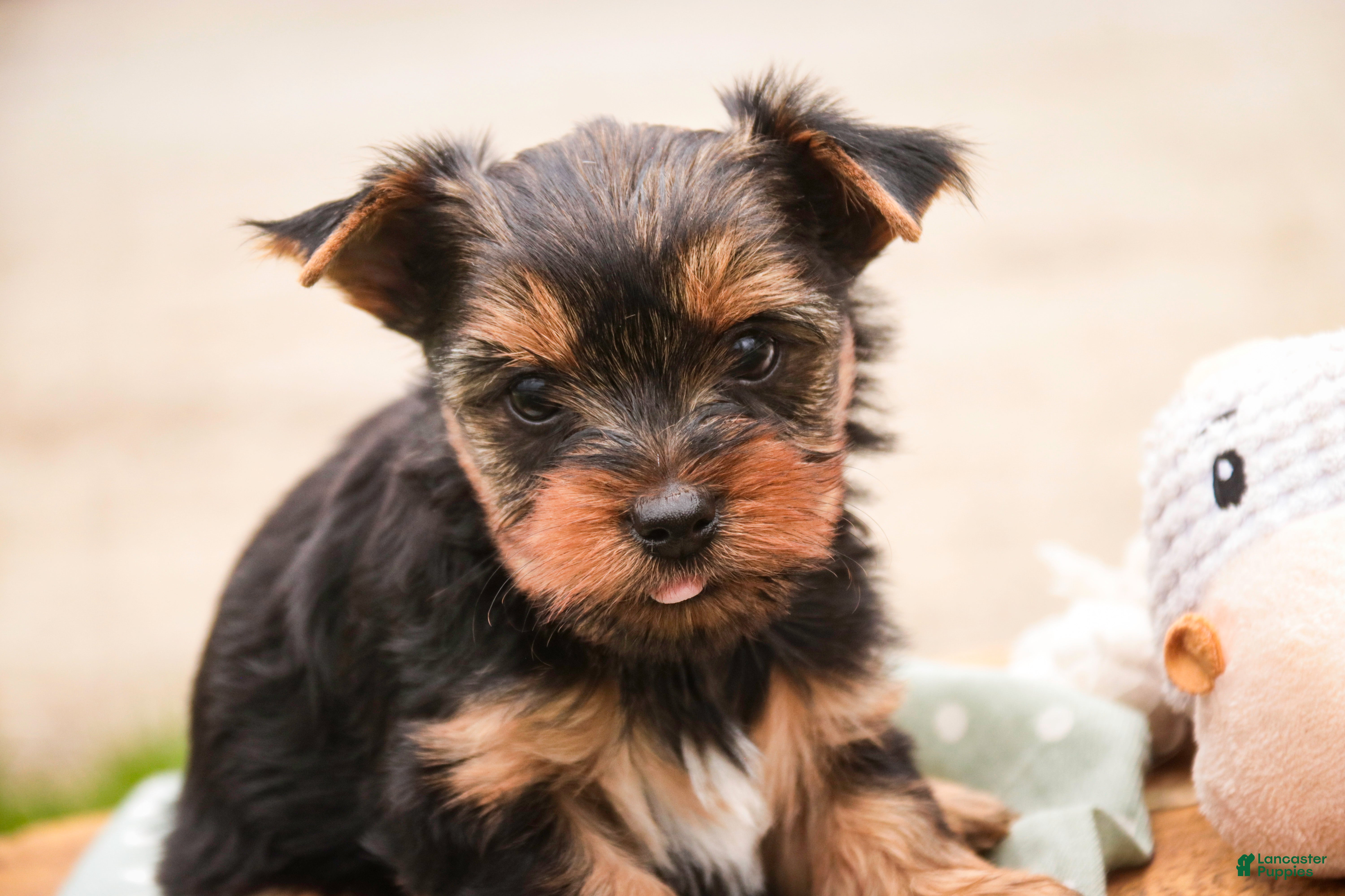 Yorkshire Terrier dogs Tahoe - Ad 2