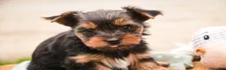 Yorkshire Terrier dogs for sale: Tahoe - Ad 2