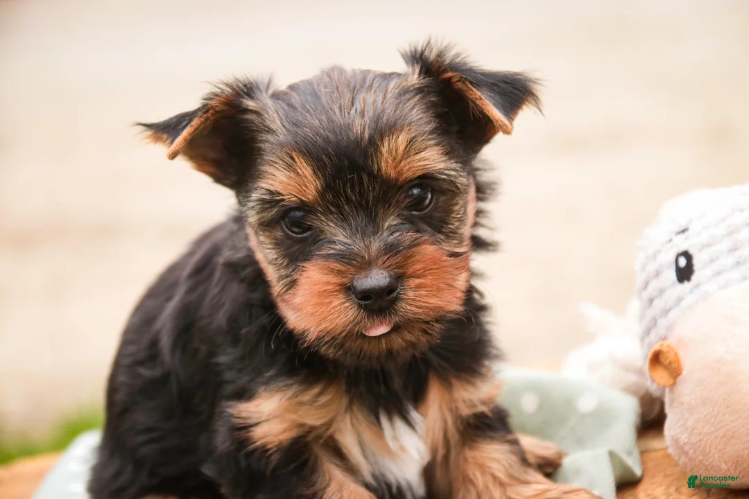 Yorkshire Terrier dogs for sale: Tahoe - Ad 2