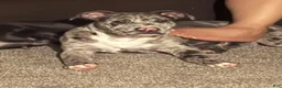 Mixed Breed dogs for sale: Mixed Breed 1 - Ad 3