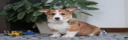 Welsh Corgi Pembroke dogs for sale: Joy - Ad 3