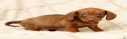 Miniature Dachshund dogs for sale: Felix - Ad 2
